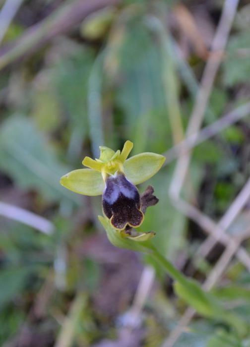 Ophrys gackiae P. Delforge ?